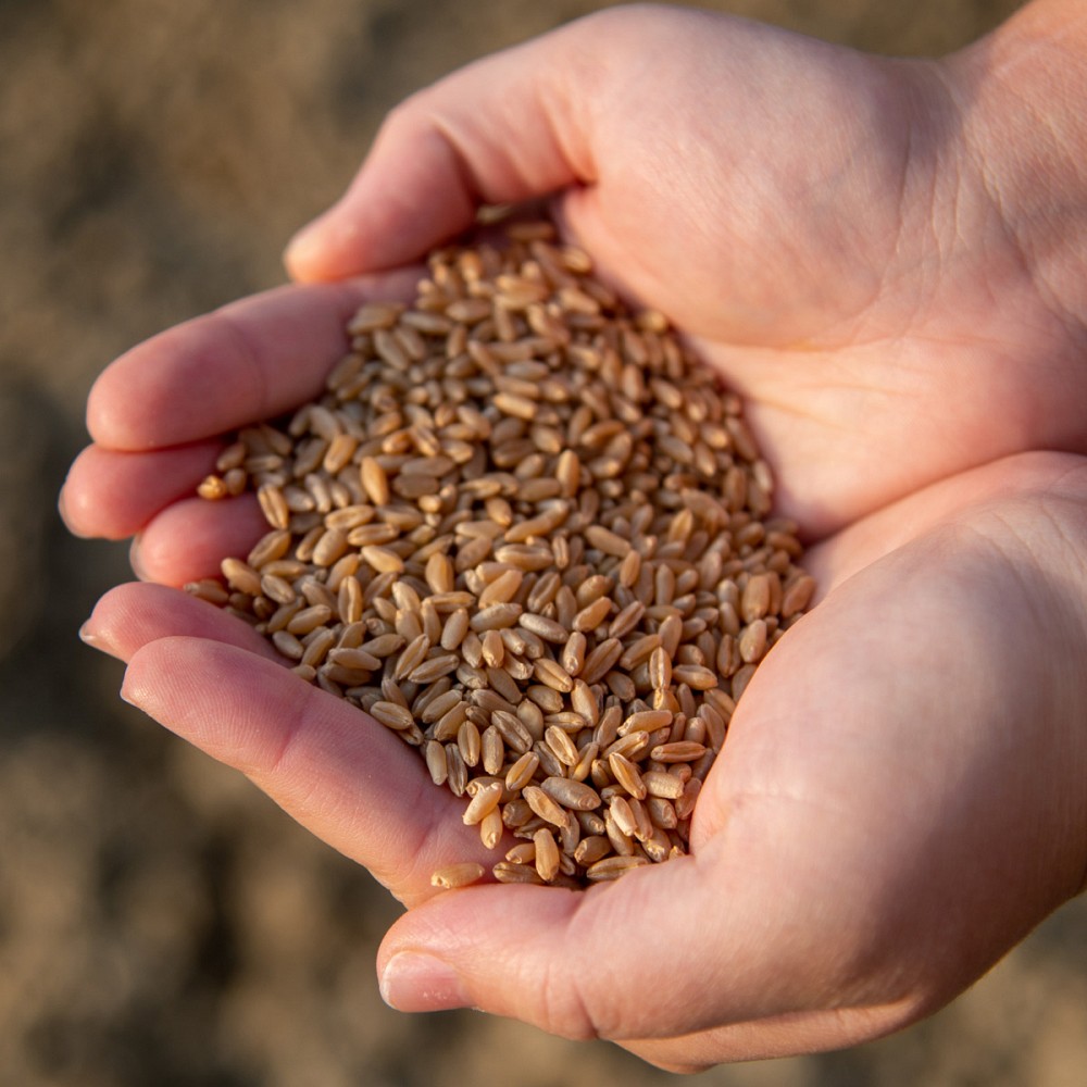 The Benefits of Organic Pasta: Nutrition, Digestibility, and Conscious Choices